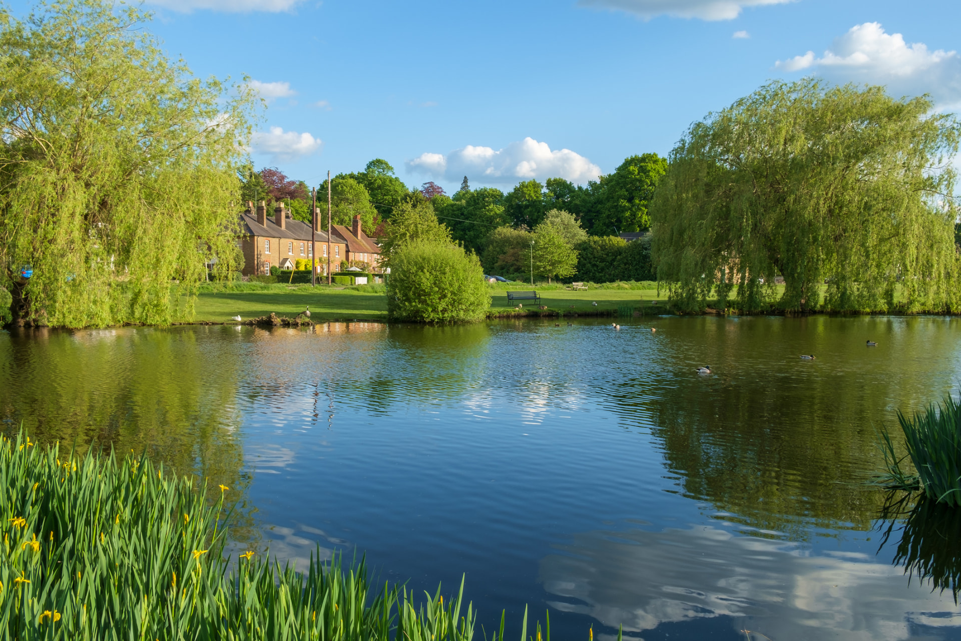 Village pond in Esher framed by willow trees, with waterside houses beyond.